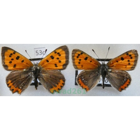 Lycaena phlaeas (Linnaeus, 1761) pair Czech53c